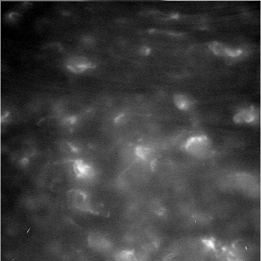 カッシーニがとらえた土星大気の精密写真